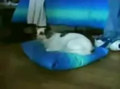 Güzel türk pornofilmleri göğüsleri